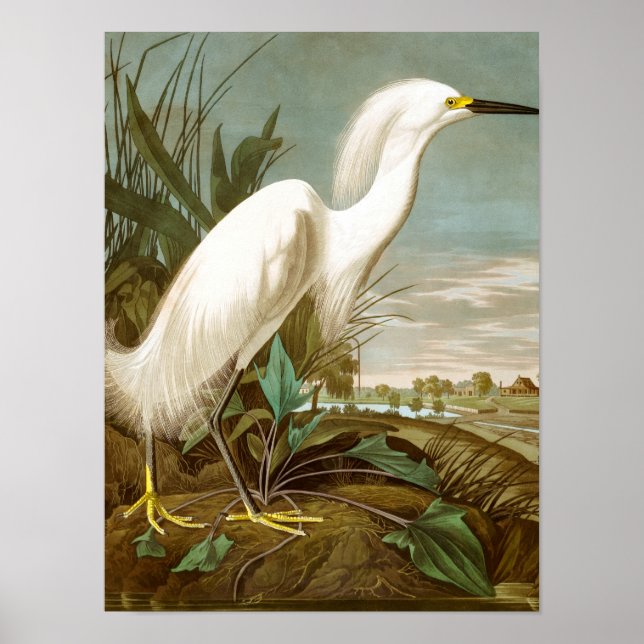 Affiche Héron blanc par John James Audubon (Devant)