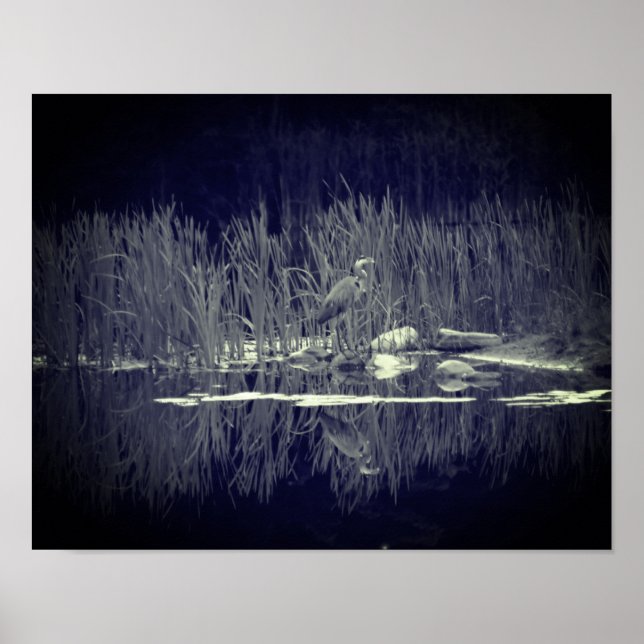 Affiche Héron Bleu Réflexions Oiseau Noir Et Blanc (Devant)