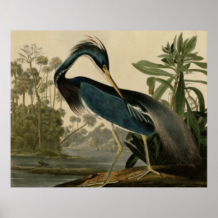Affiche Héron de la Louisiane