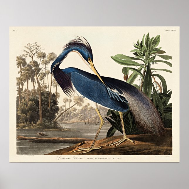 Affiche Héron de Louisiane de Birds of America (Devant)