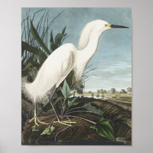 Affiche Héron de neige ou aigrette blanche des oiseaux d'A