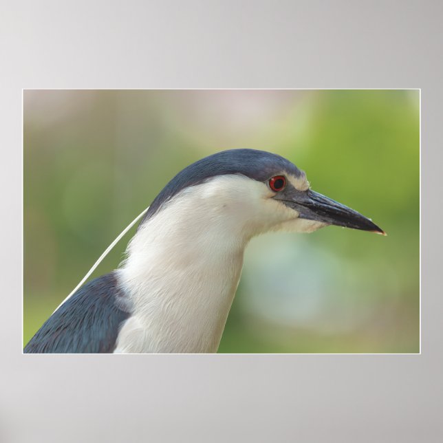 Affiche Héron de nuit à couronne noire (Devant)