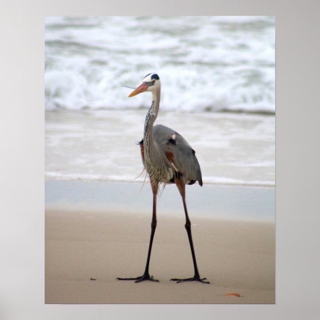 Affiche Heron debout sur la plage couleur verticale 16x20 (Devant)