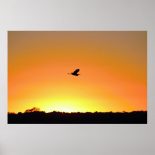 Affiche Heron Flying at Sunset Photo