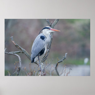 Affiche Heron gris de l'observateur solitaire