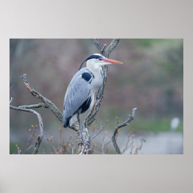 Affiche Heron gris de l'observateur solitaire (Devant)