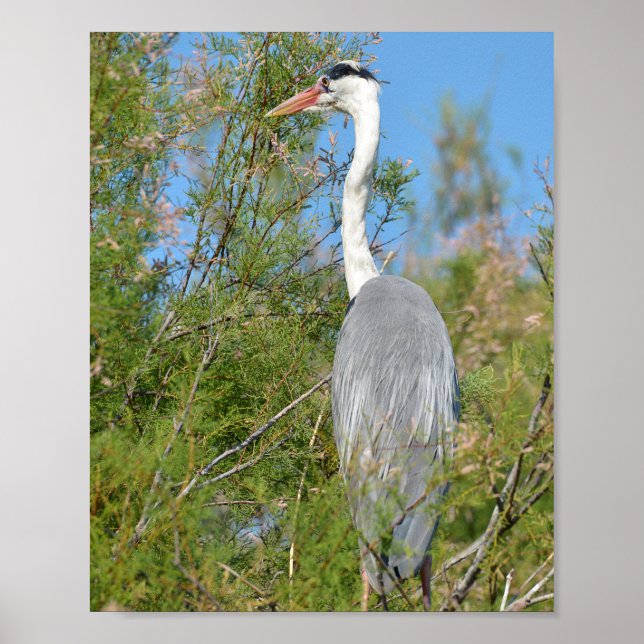 Affiche Heron gris perché dans l'arbre (Devant)