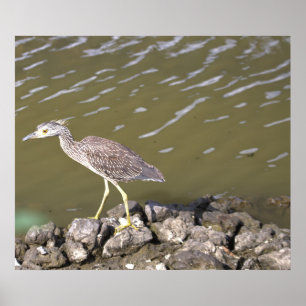 Affiche Heron juvénile