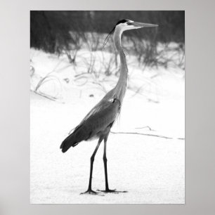 Affiche Heron noir et blanc debout sur la plage de sable