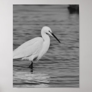 Affiche Héron noir et blanc Tropical Printable Art