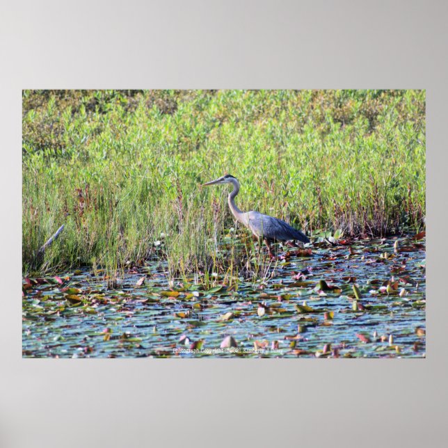 Affiche Heron P6450 (Devant)