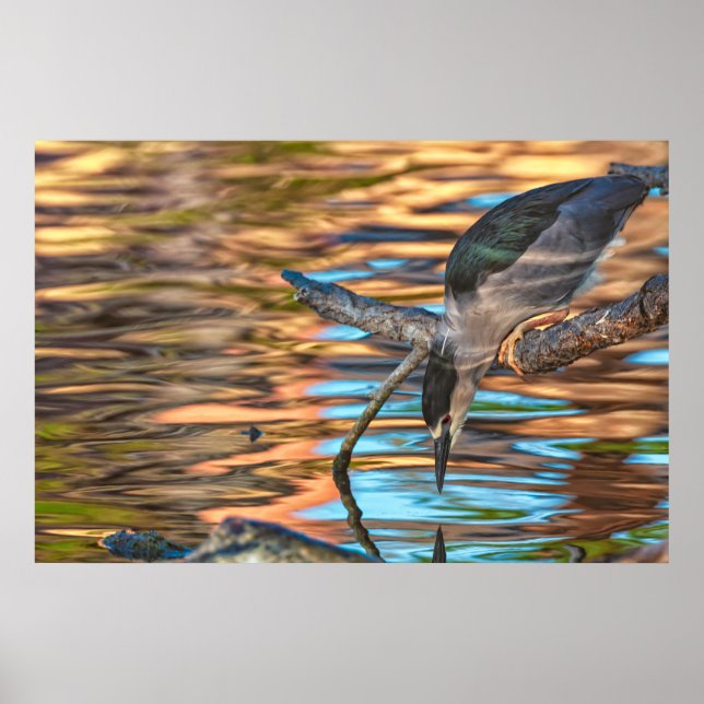 Affiche Héron pêcheur au bord du lac (Devant)