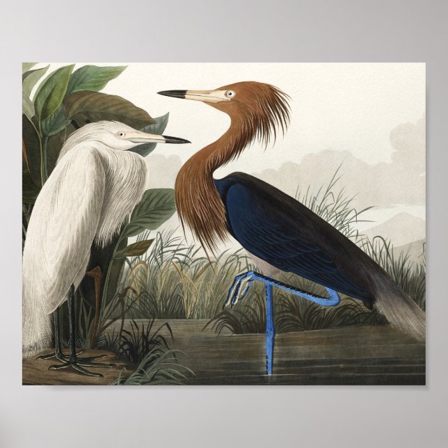 Affiche Heron pourpre des oiseaux d'Amérique (Devant)