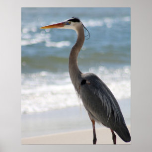 Affiche Heron sur le profil de plage Couleur 16x20