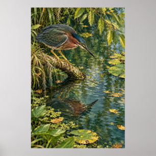 Affiche Héron vert au-dessus des eaux calmes du sud du Tex