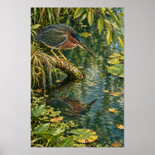 Affiche Héron vert au-dessus des eaux calmes du sud du Tex