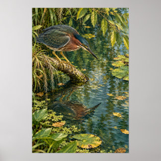 Affiche Héron vert au-dessus des eaux calmes du sud du Tex