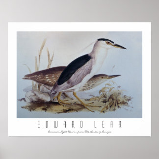 Affiche Hérons de nuit