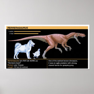 Affiche Herrerasaurus - Biologie Dinosaure Jurassique