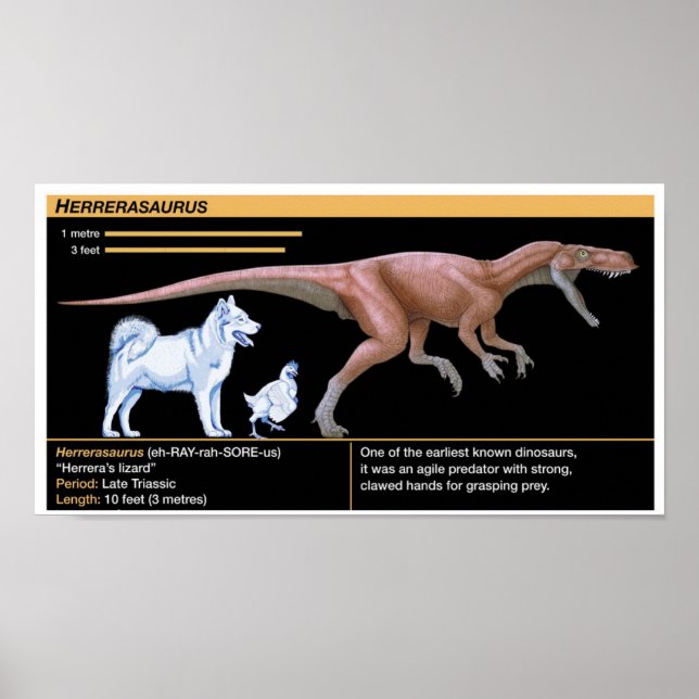 Affiche Herrerasaurus - Biology Dinosaur Jurassic (Devant)