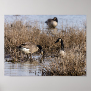 Affiche Heure de la collation des oies canadiennes