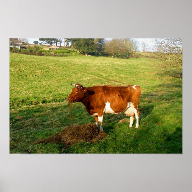 Affiche Heure de nourrissage pour vache de Guernesey (Devant)