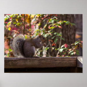 Affiche Heure des écureuils