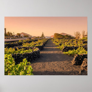Affiche Heure dorée sur les vignobles de La Geria Lanzarot
