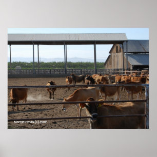 Affiche Heureux Vaches de Californie