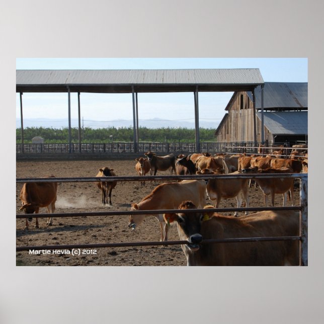 Affiche Heureux Vaches de Californie (Devant)
