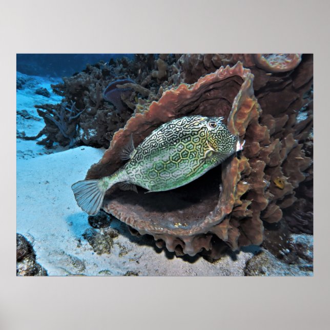 Affiche Hexagonal Trunkfish (Devant)