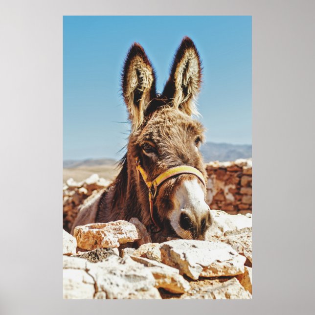 AFFICHE HI DONKEY (Devant)