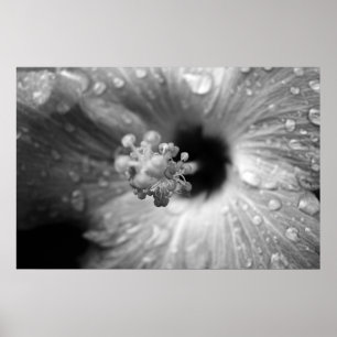 Affiche Hibiscus