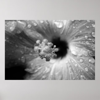 Affiche Hibiscus