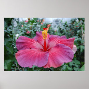 Affiche Hibiscus