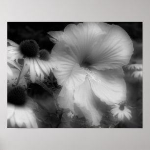 Affiche Hibiscus Fleur Haut Contraste Noir Et Blanc