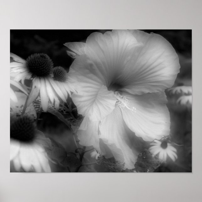 Affiche Hibiscus Fleur Haut Contraste Noir Et Blanc (Devant)