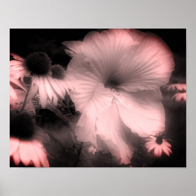 Affiche Hibiscus Fleur Noir Et Blanc Tint (Devant)