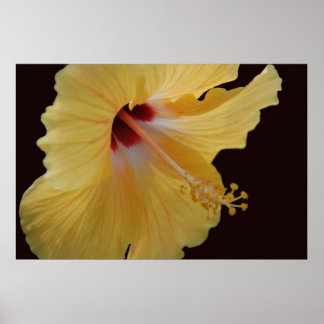 Affiche Hibiscus jaune114