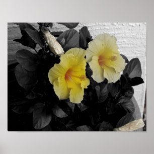 Affiche Hibiscus jaune photo couleur sélective