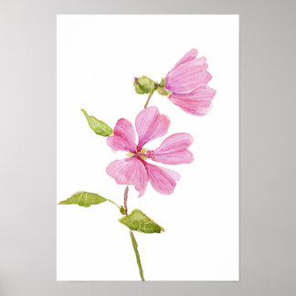 Affiche hibiscus moscheutos rose, mauve rose des marais