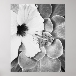 Affiche Hibiscus noir et blanc