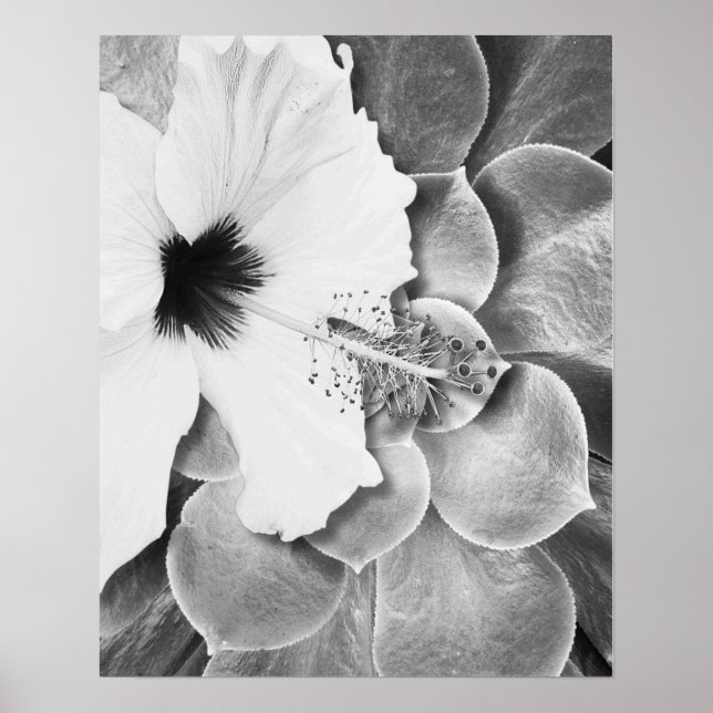 Affiche Hibiscus noir et blanc (Devant)
