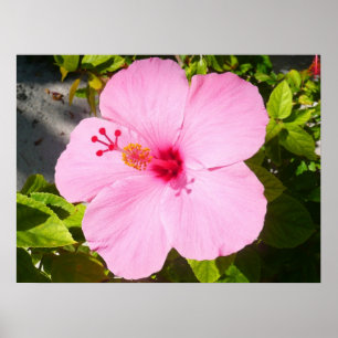 Affiche Hibiscus rose Fleur tropicale