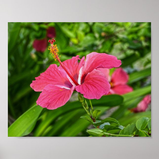 Affiche Hibiscus rose foncé (Devant)