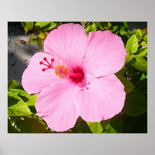 Affiche Hibiscus Rose Tropical Fleur (Devant)