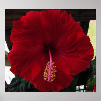 Affiche Hibiscus rouge