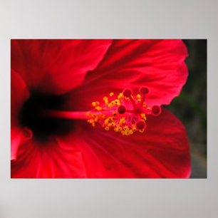 Affiche Hibiscus rouge