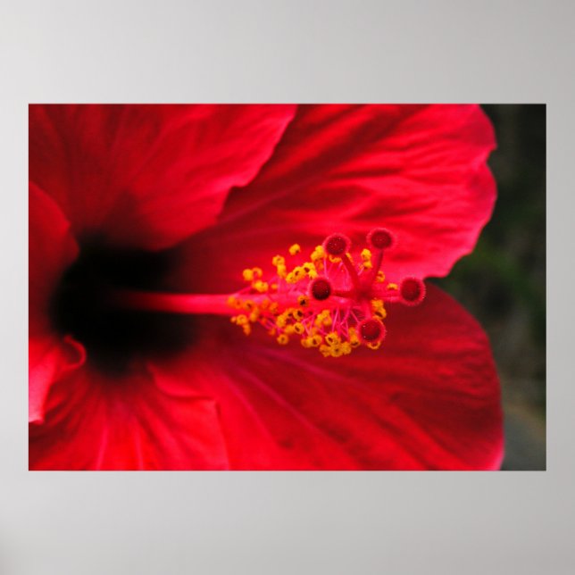 Affiche Hibiscus rouge (Devant)