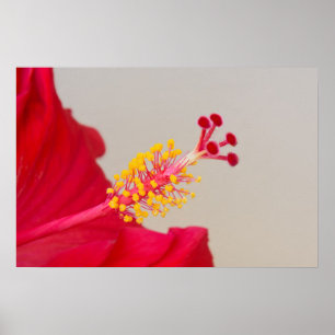 Affiche Hibiscus rouge gros plan sur pistil et étamine
